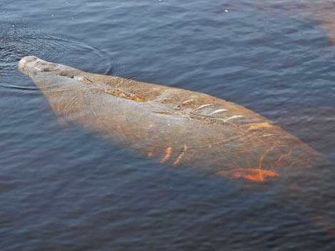 West Indian manatee (Trichechus manatus)