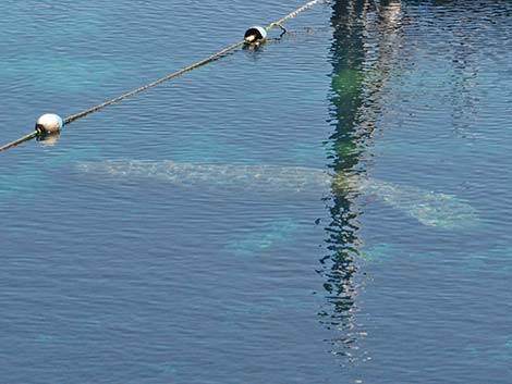 West Indian manatee (Trichechus manatus)