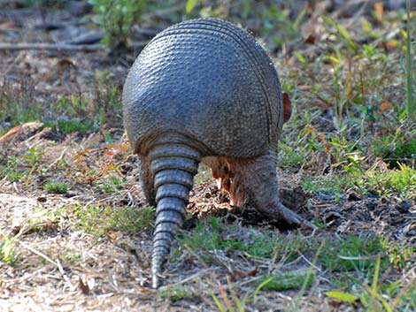 Nine-banded Armadillo (Dasypus novemcinctus)