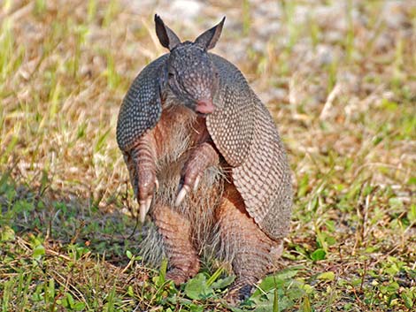 Nine-banded Armadillo (Dasypus novemcinctus)