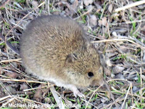 Western Harvest Mouse (Reithrodontomys megalotis)