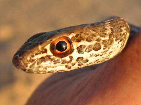 Coachwhip (Masticophis flagellum)