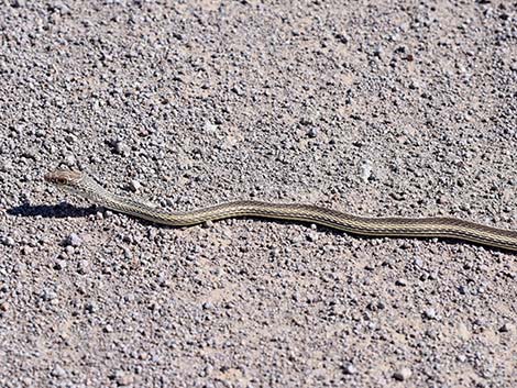 Striped Whipsnake (Masticophis taeniatus)