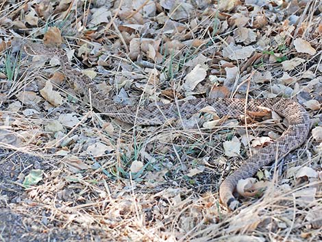 Western Diamond-backed Rattlesnake (Crotalus atrox)