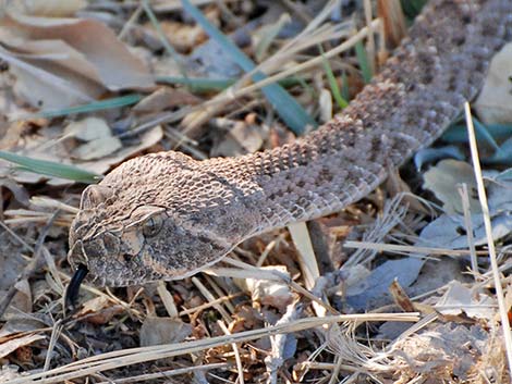 Western Diamond-backed Rattlesnake (Crotalus atrox)