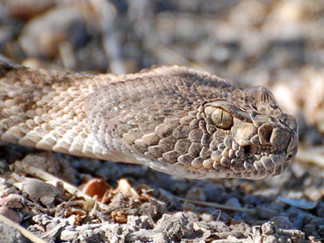 Western Diamond-backed Rattlesnake (Crotalus atrox)