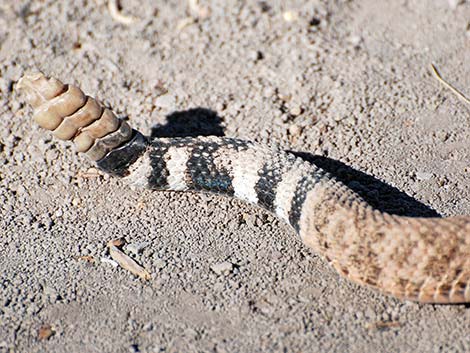 Western Diamond-backed Rattlesnake (Crotalus atrox)