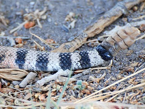 Western Diamond-backed Rattlesnake (Crotalus atrox)