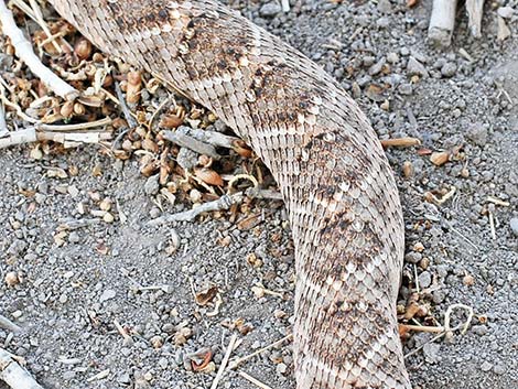 Western Diamond-backed Rattlesnake (Crotalus atrox)