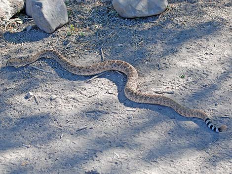 western diamondback rattlesnake