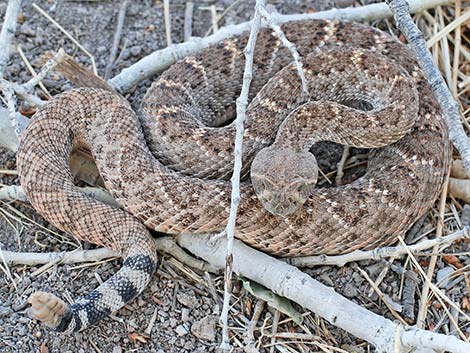 western diamondback rattlesnake