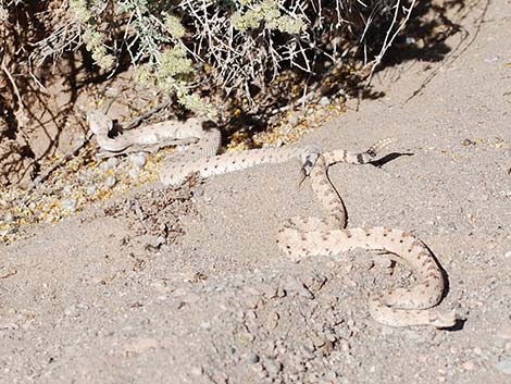 Sidewinder (Crotalus cerastes)