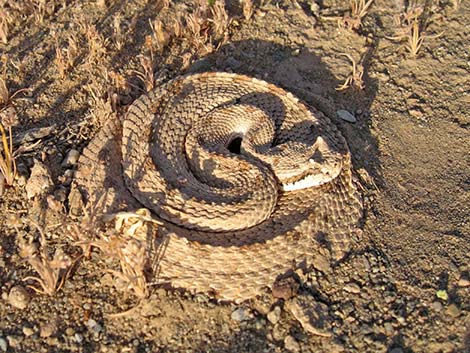 Sidewinder (Crotalus cerastes)