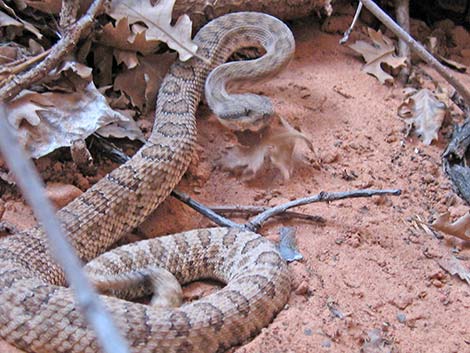 Midget Faded Rattlesnake (Crotalus viridus concolor)