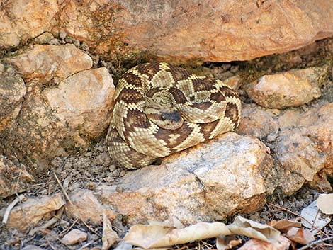 Black-tailed Rattlesnake (Crotalus molossus)