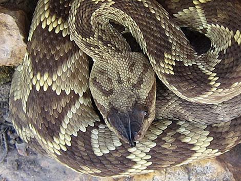 Black-tailed Rattlesnake (Crotalus molossus)