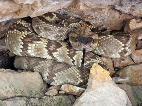 Black-tailed Rattlesnake (Crotalus molossus)