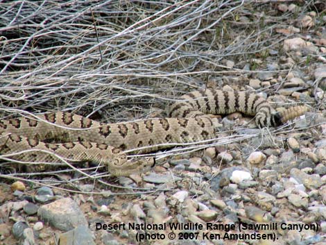 Great Basin Rattlesnake (Crotalus oreganus lutosus)