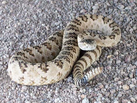 Great Basin Rattlesnake (Crotalus oreganus lutosus)