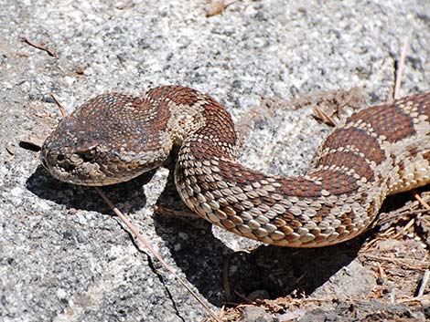 northern pacific rattlesnake