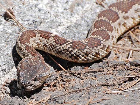 Northern Pacific Rattlesnake (Crotalus oreganus oreganus)