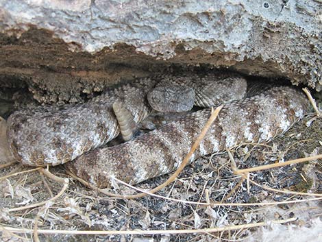 Southwestern Speckled Rattlesnake (Crotalus pyrrhus))