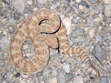 Southwestern Speckled Rattlesnake (Crotalus pyrrhus))