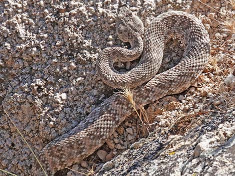 Southwestern Speckled Rattlesnake (Crotalus pyrrhus)