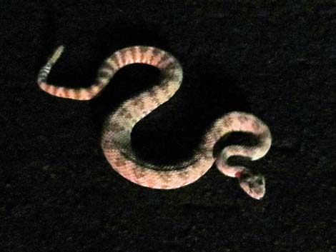 Southwestern Speckled Rattlesnake (Crotalus pyrrhus))