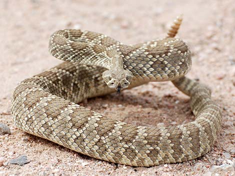 Crotalus scutulatus