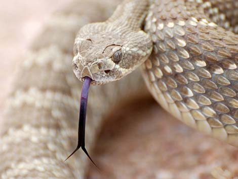 Mojave Rattlesnake (Crotalus scutulatus)