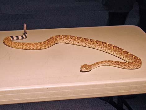 Mojave Rattlesnake (Crotalus scutulatus)