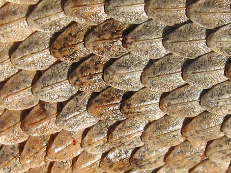 Panamint Rattlesnake (Crotalus stephensi)