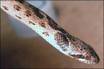 Night Snake (Hypsiglena chlorophaea)