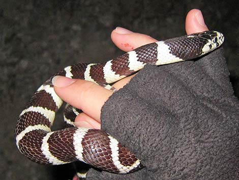 California Kingsnake (Lampropeltis californiae)