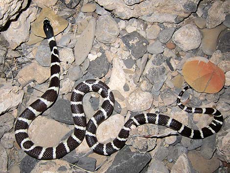 black and white snake images