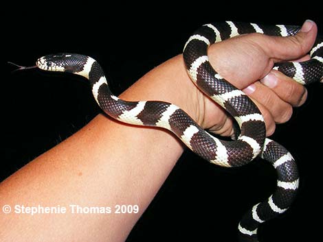 black and white snake images