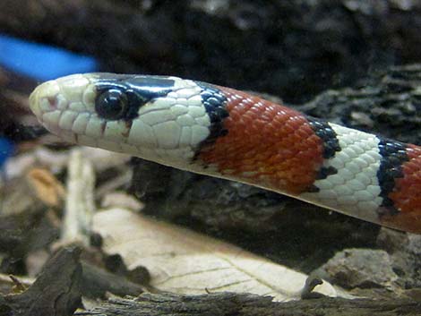 Sonoran Mountain Kingsnake (Lampropeltis pyromelana)