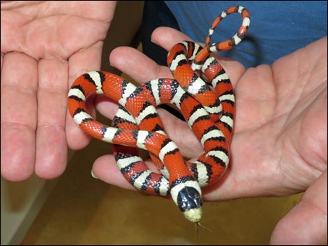 Sonoran Mountain Kingsnake (Lampropeltis pyromelana)