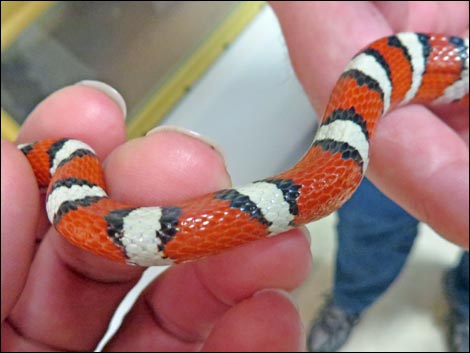 Sonoran Mountain Kingsnake (Lampropeltis pyromelana)