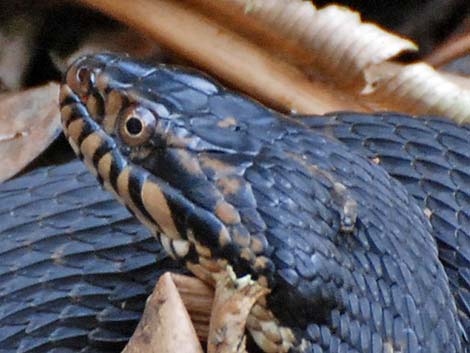 Brown Water Snake (Nerodia taxispilota)