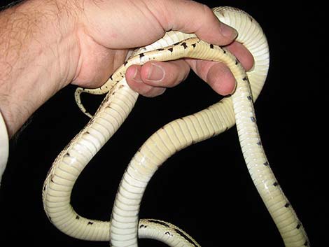 Gopher Snake (Pituophis catenifer)