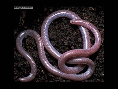 Western Threadsnake (Leptotyphlops humilis)