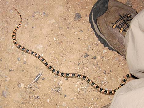 Long-nosed Snake (Rhinocheilus lecontei)