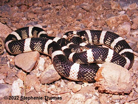 Long-nosed Snake (Rhinocheilus lecontei)