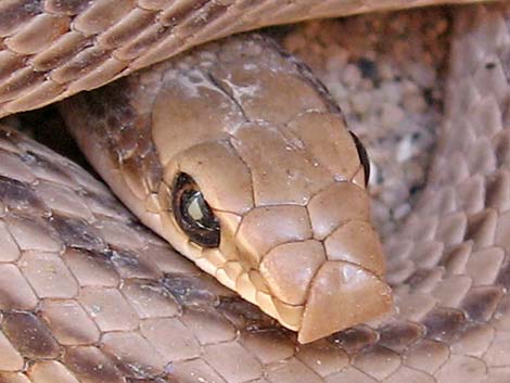 Western Patch-Nosed Snake (Salvadora hexalepis)