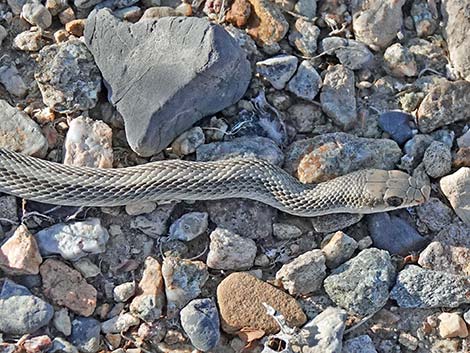 Western Patch-Nosed Snake (Salvadora hexalepis)