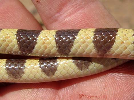 Western Groundsnake (Sonora semiannulata)