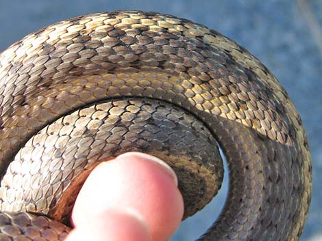 Wandering Gartersnakes (Thamnophis elegans vagrans)