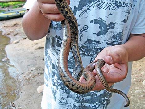 Wandering Gartersnakes (Thamnophis elegans vagrans)